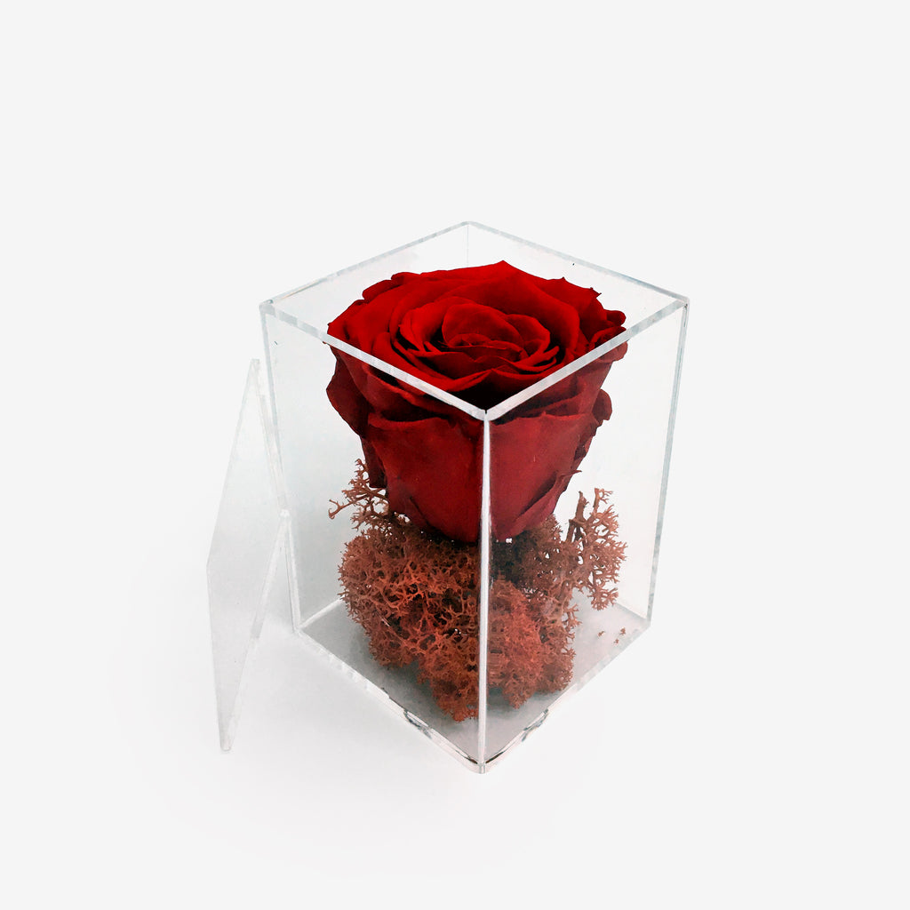 Eternity rose κόκκινο και αποξηραμένα σε μικρό κουτί plexi glass