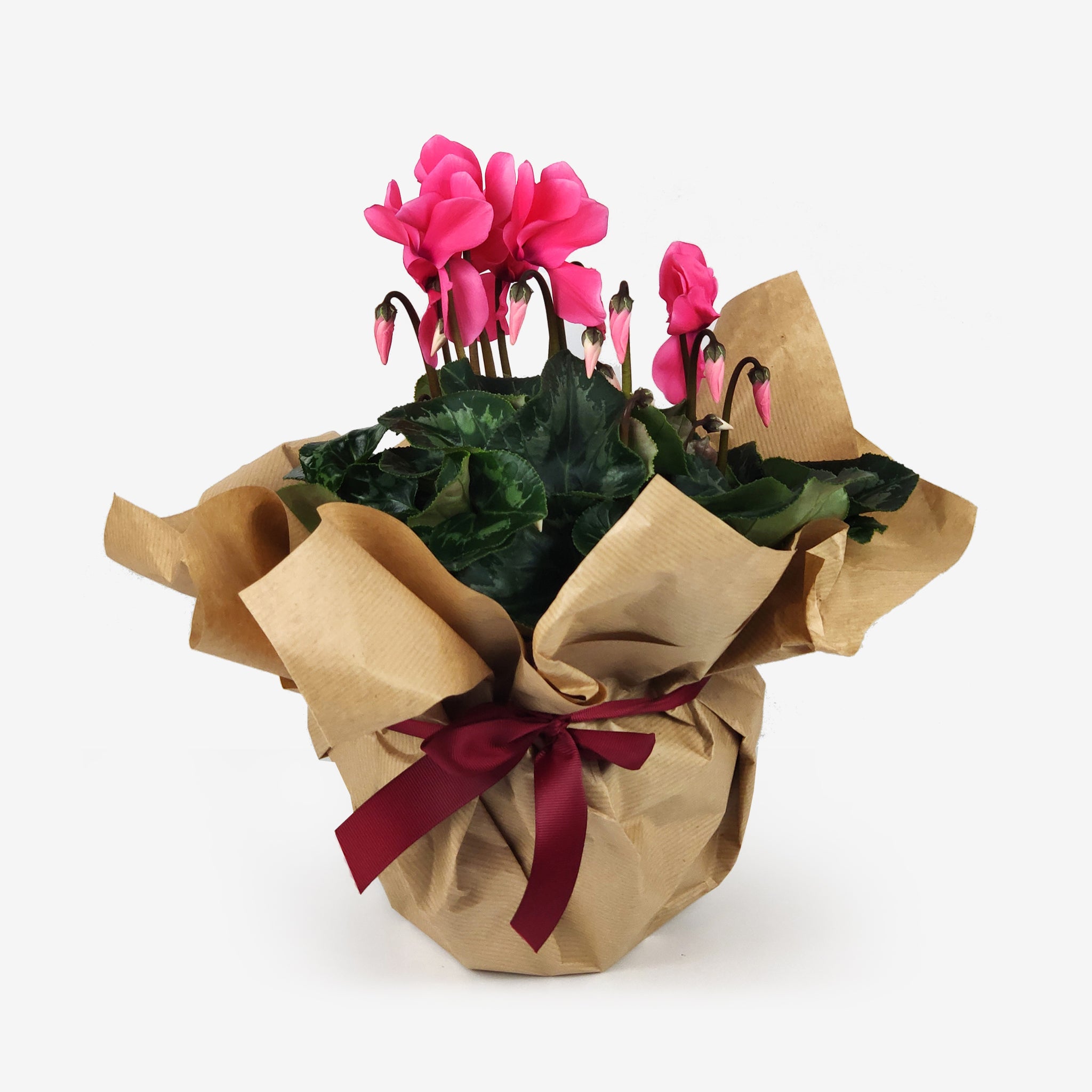 Κυκλάμινο μεσαίο φουξ