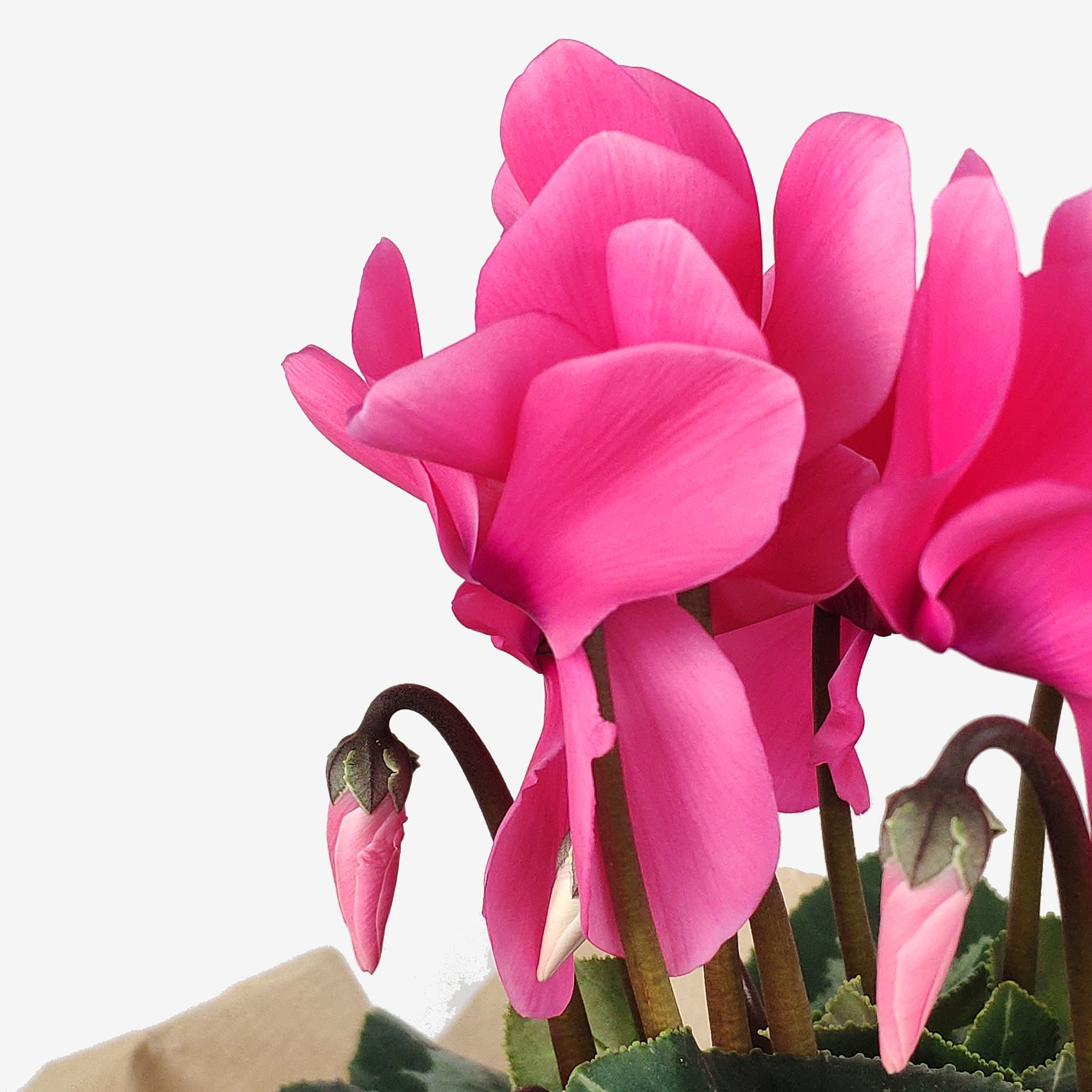 Κυκλάμινο μεσαίο φουξ