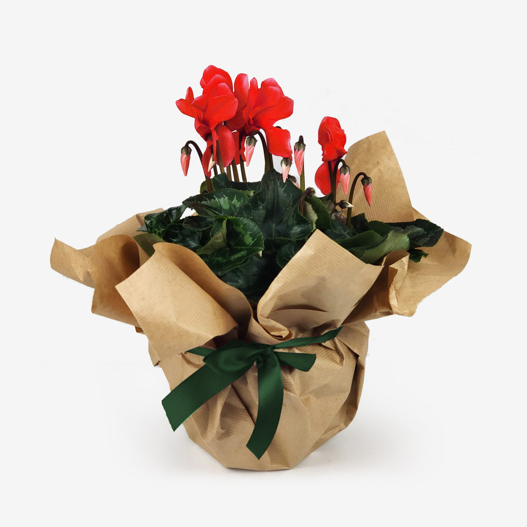 Κυκλάμινο μεσαίο κόκκινο