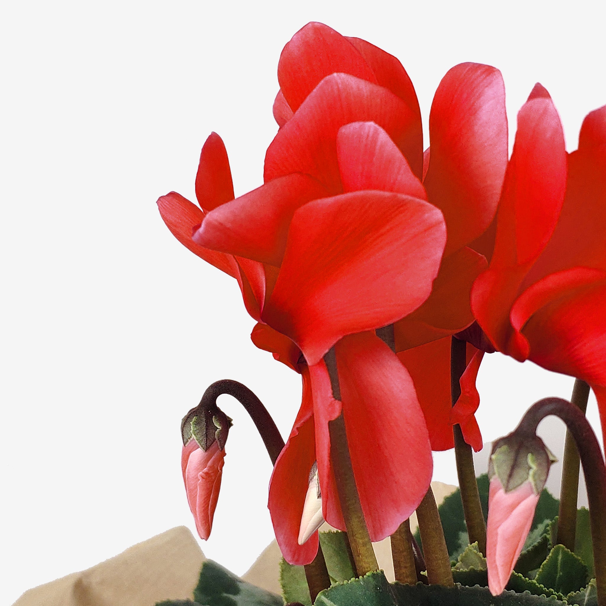 Κυκλάμινο μεσαίο κόκκινο