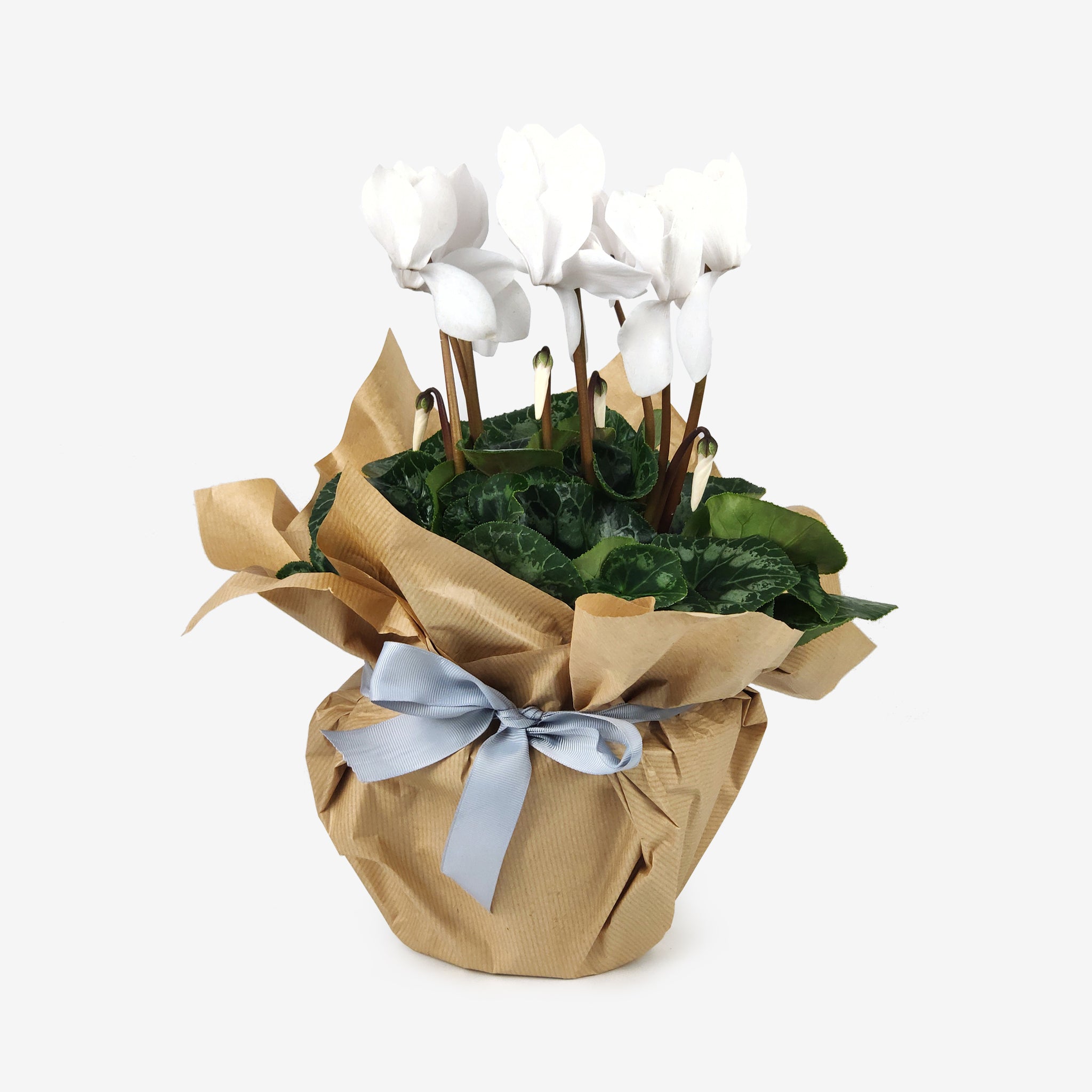 Κυκλάμινο μεσαίο λευκό