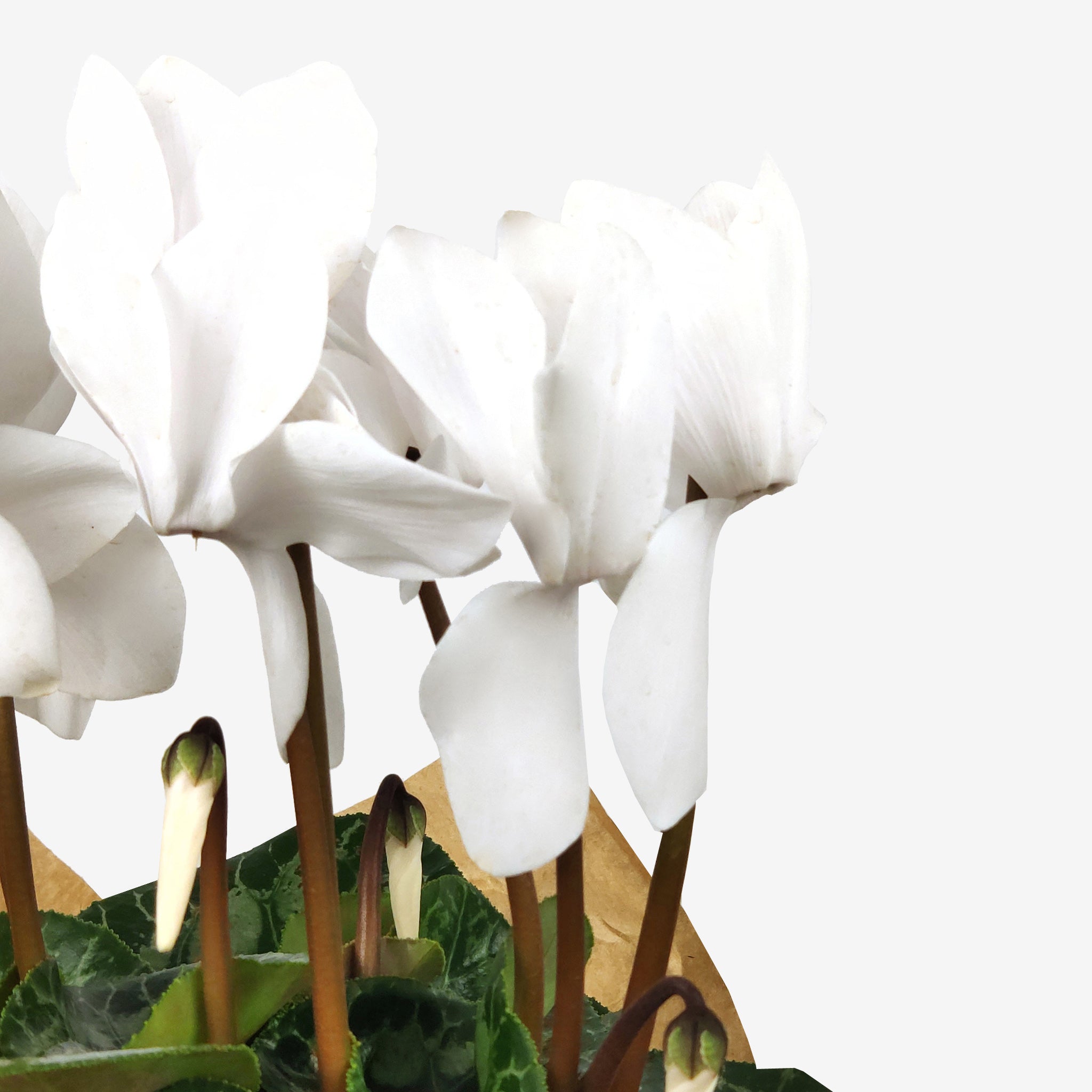 Κυκλάμινο μεσαίο λευκό