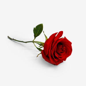 Μονό κόκκινο τριαντάφυλλο